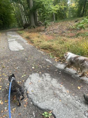 Un berger australien merle et un chien noir en laisse remontent une allée forestière couverte de feuilles d'automne.