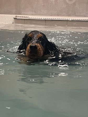 Un cocker noir et feu nage vers l'objectif dans le bassin, seules la tête et le haut du dos hors de l'eau.