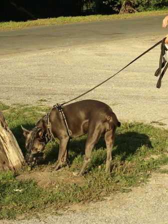 Un grand chien gris, muselé et en harnais, flaire le pied d'un arbre au bord d'une route, la longe lâche jusqu'à la main qui la tient.