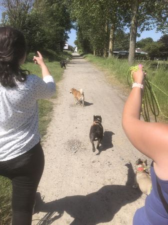 Sur un chemin de terre en plein soleil, deux chiens s'éloignent pendant que la longue longe verte reste enroulée dans la main.