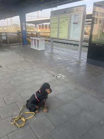 Un cocker attend assis sur un quai de gare, sa longe jaune posée en boucles au sol : travail au calme dans un lieu bruyant.