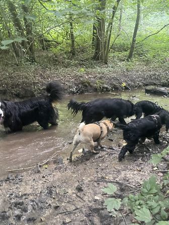 Cinq chiens de gabarits différents traversent ensemble un ruisseau de sous-bois, museau à l'eau.